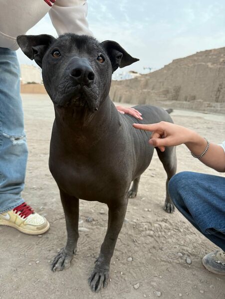 19.11.2025
19.11.2025 - Días con pirámides preincas, lamas multicolores, perros sin pelo y noches mágicas llenas de sentimiento y emoción.
¡Gracias, Perú, por darnos tanto! 💕
